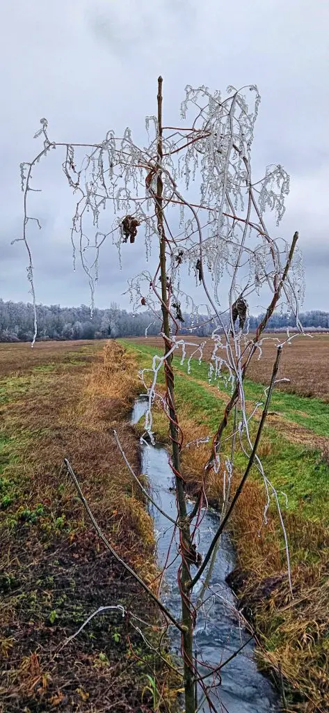 Eispflanze2-473x1024 Die Gefahr großer Vermögen für Demokratie und die freiheitlichen Gesellschaften