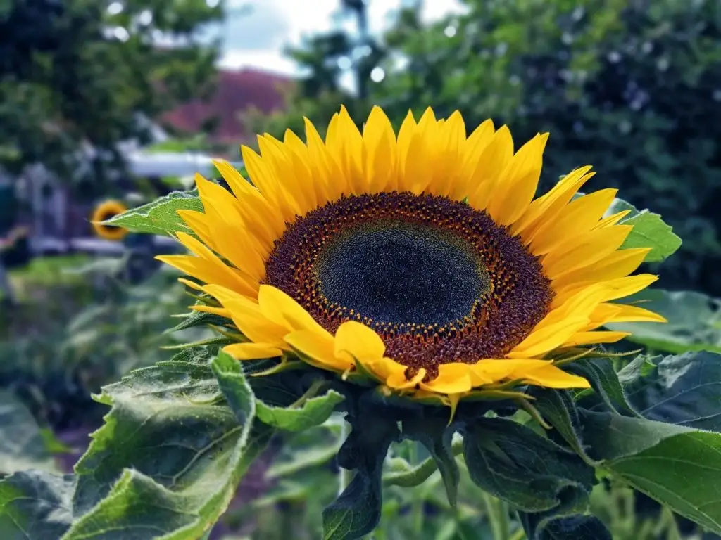 Sonnenblume-1024x768 Die Gefahr großer Vermögen für Demokratie und die freiheitlichen Gesellschaften