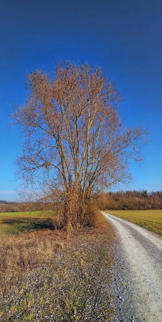 20250208_144616-Kopie-517x1024 Hat der freiheitlich demokratische Staat seine Existenzberechtigung verloren? (Februar 2025)